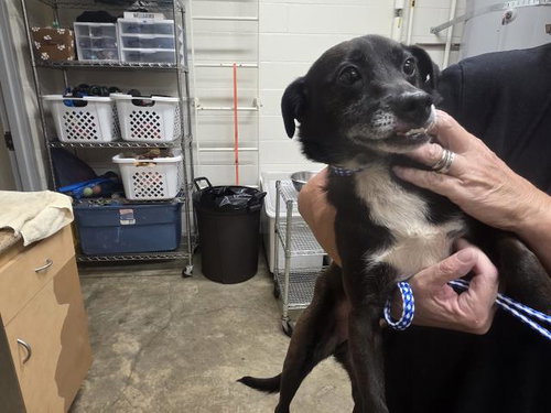 DIRKS, an adoptable Terrier in Jackson, CA
