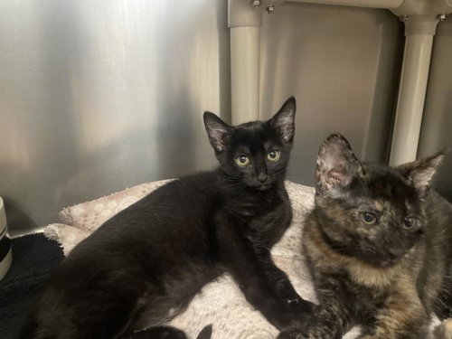 A067416, an adoptable Domestic Short Hair in Jackson, CA