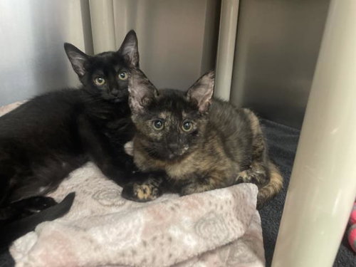 A067420, an adoptable Domestic Short Hair in Jackson, CA
