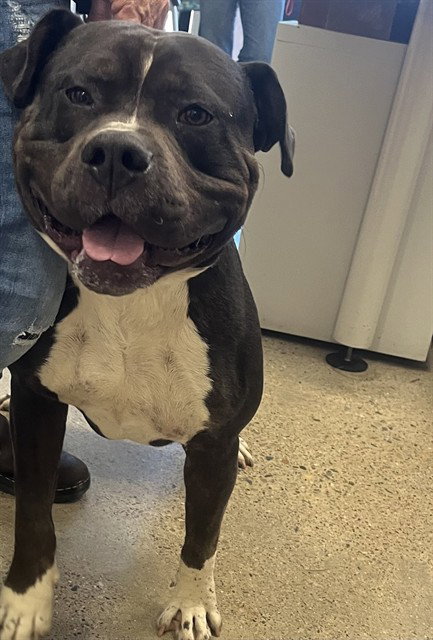 BEAR, an adoptable Pit Bull Terrier in Jackson, CA