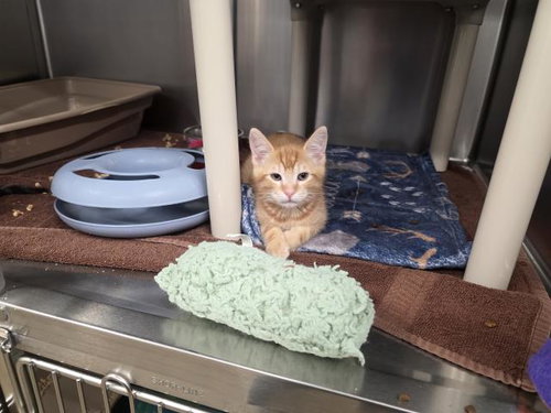*Marmalade