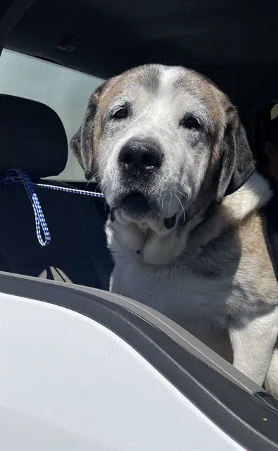 Unknown - Saint Bernard