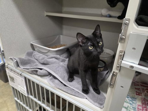 *JENNY, a cat for adoption from Amador County Animal Control