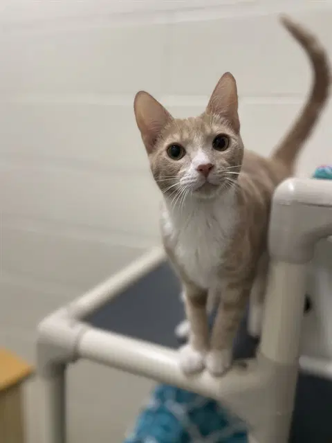 Montana - Domestic Short Hair