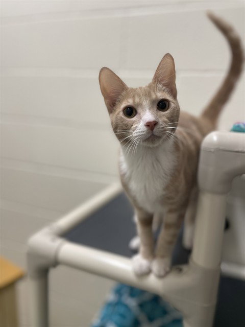 *MONTANA, a cat for adoption from Amador County Animal Control