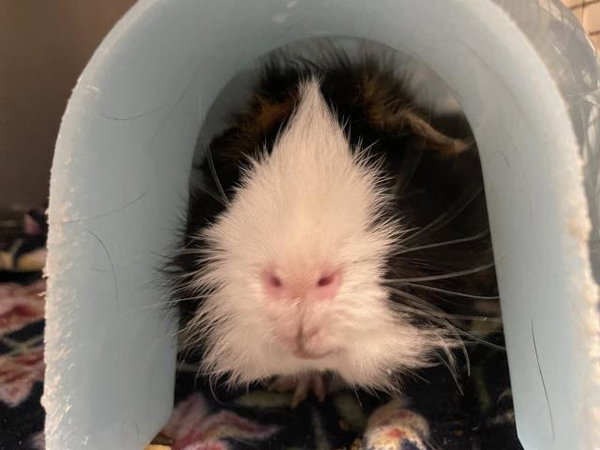*LETTUCE