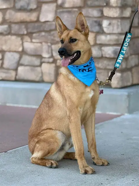 Huk - German Shepherd Dog