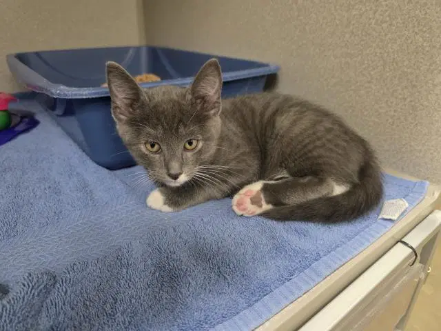 Unknown - Domestic Short Hair