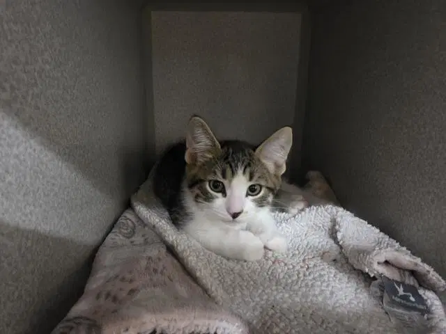 Unknown - Domestic Short Hair