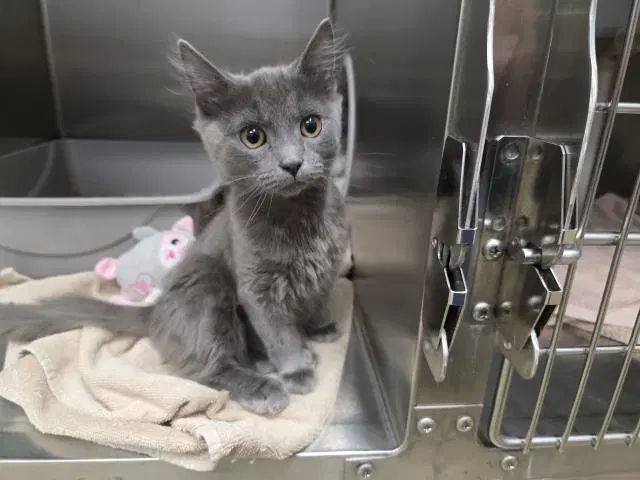 Unknown - Domestic Long Hair