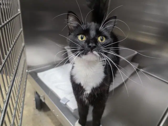 Brigit - Domestic Medium Hair