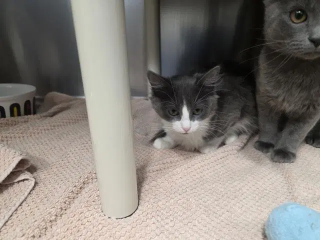 Unknown - Domestic Long Hair