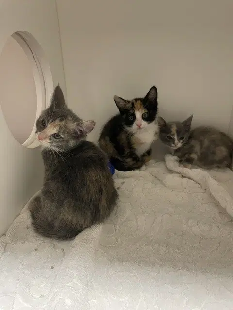 Unknown - Domestic Medium Hair
