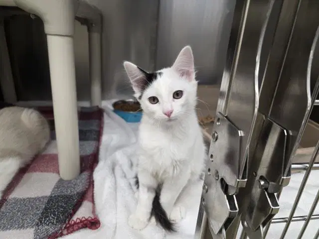 Ash - Domestic Short Hair