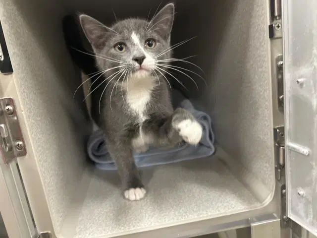 Unknown - Domestic Medium Hair