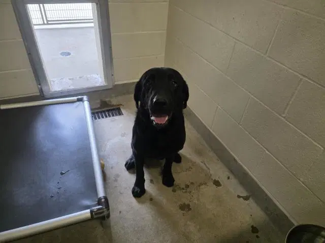 Cooper - Labrador Retriever