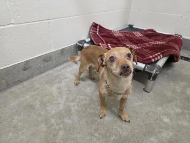 Benny - Chihuahua