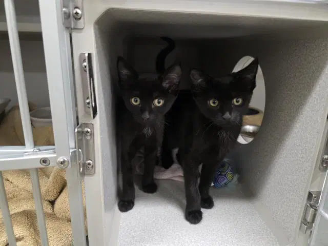 Unknown - Domestic Short Hair