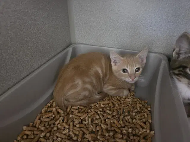 Unknown - Domestic Medium Hair