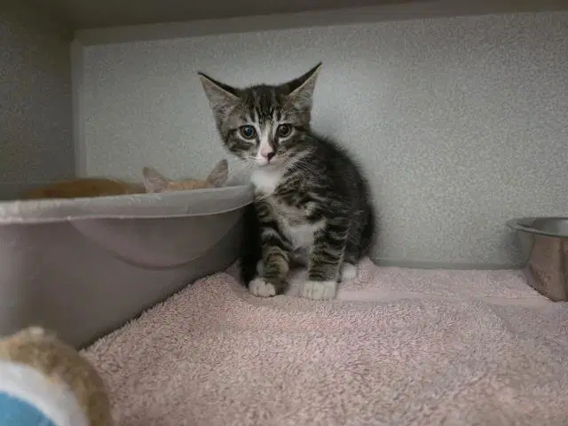 Unknown - Domestic Medium Hair