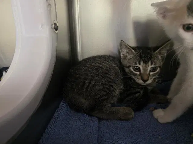 Unknown - Domestic Medium Hair