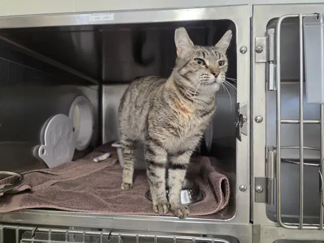 Unknown - Domestic Short Hair