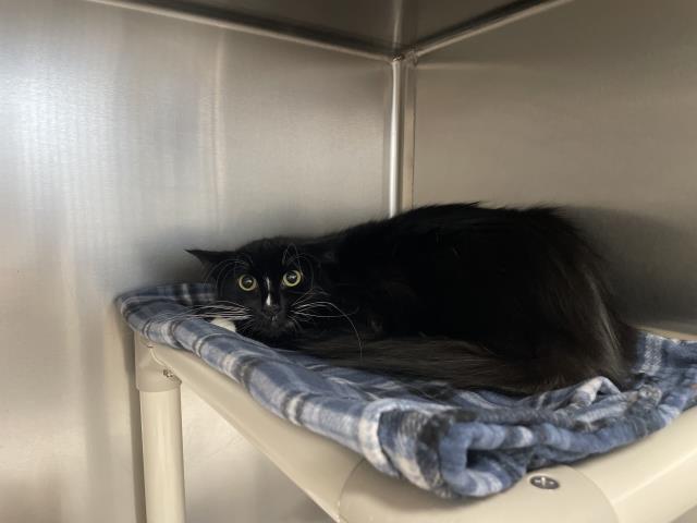Grace ( Baby Girl), Domestic Medium Hair