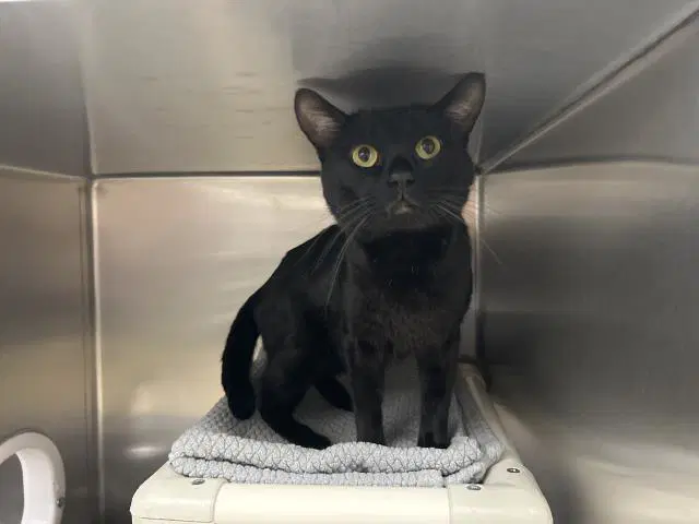 Bear - Domestic Short Hair
