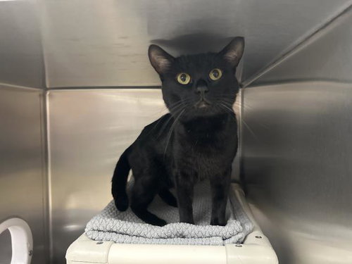 BEAR, a cat for adoption from Amador County Animal Control