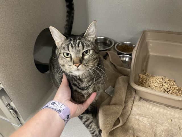 William, Domestic Short Hair