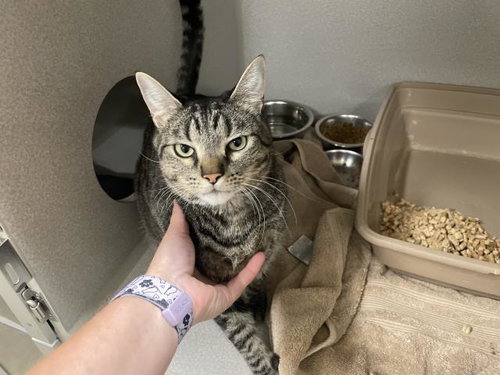 WILLIAM, a cat for adoption from Amador County Animal Control