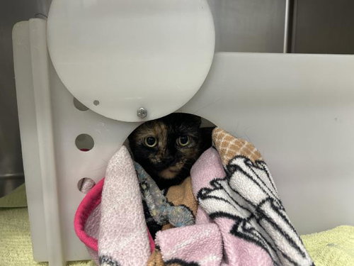 MAO MAO, a cat for adoption from Amador County Animal Control