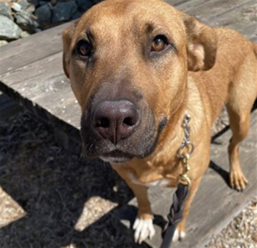 *Lucy, Black Mouth Cur