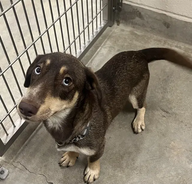 Mallie - Dachshund