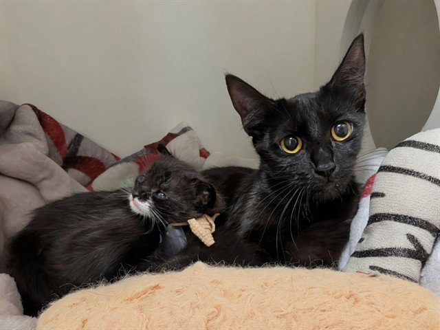 A067491, Domestic Medium Hair