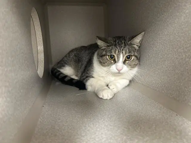 Unknown - Domestic Short Hair