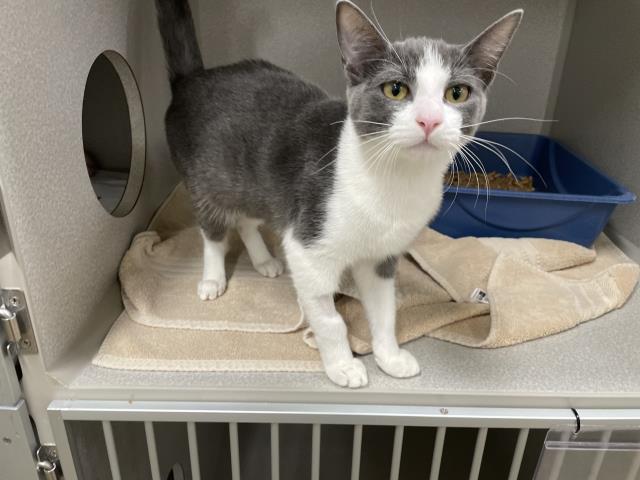 *Angelina, Domestic Short Hair