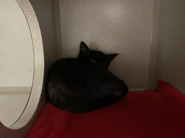 A068190, Domestic Short Hair
