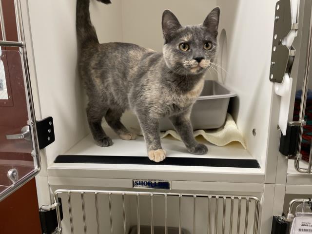 A068241, Domestic Short Hair