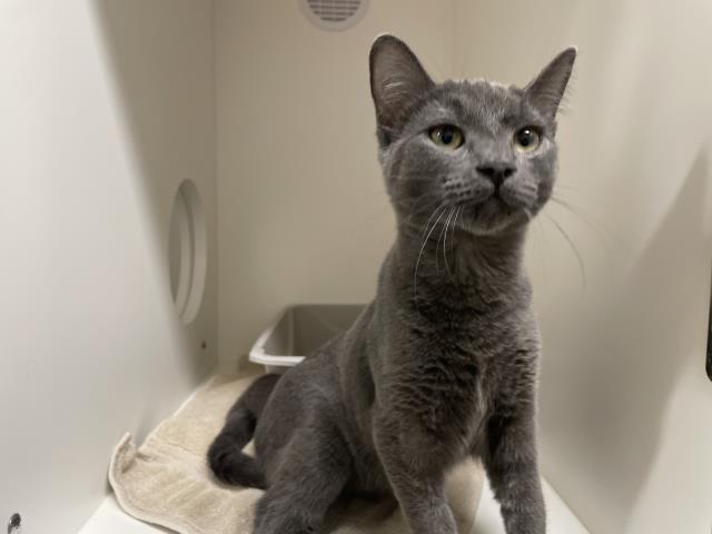 A068242, Domestic Short Hair
