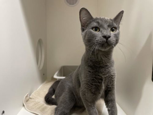 A068242, a cat for adoption from Amador County Animal Control