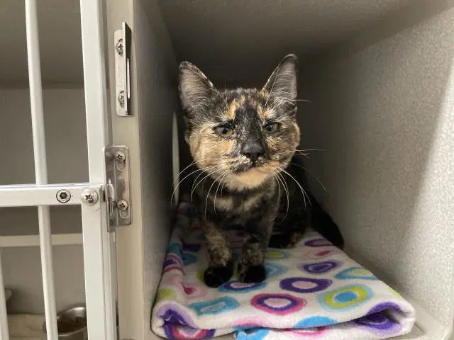 Unknown - Domestic Short Hair