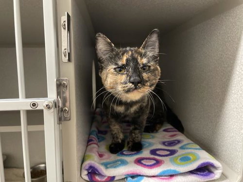 A068243, a cat for adoption from Amador County Animal Control