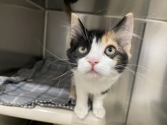 Rosie - Domestic Medium Hair