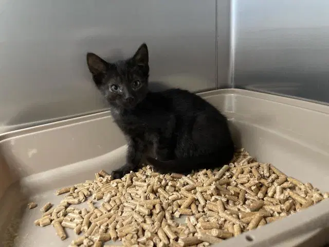 Unknown - Domestic Short Hair