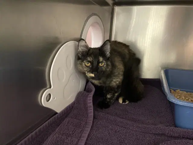 Unknown - Domestic Short Hair
