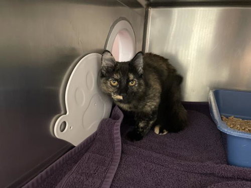 A068244, a cat for adoption from Amador County Animal Control