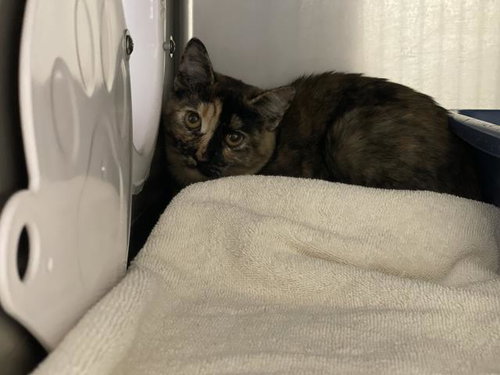 A068245, a cat for adoption from Amador County Animal Control
