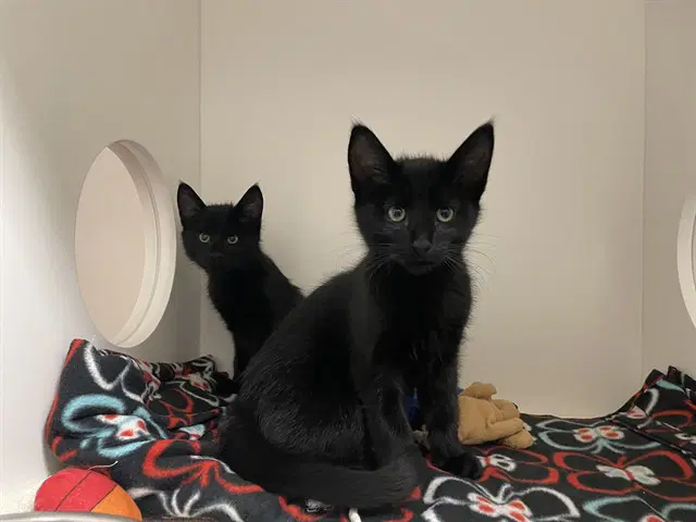 Unknown - Domestic Short Hair