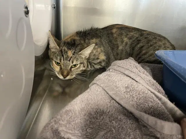 Unknown - Domestic Short Hair